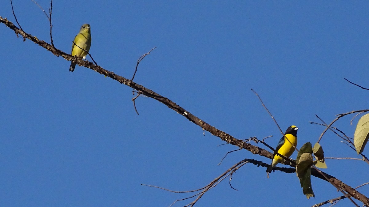 West Mexican Euphonia - ML647667906