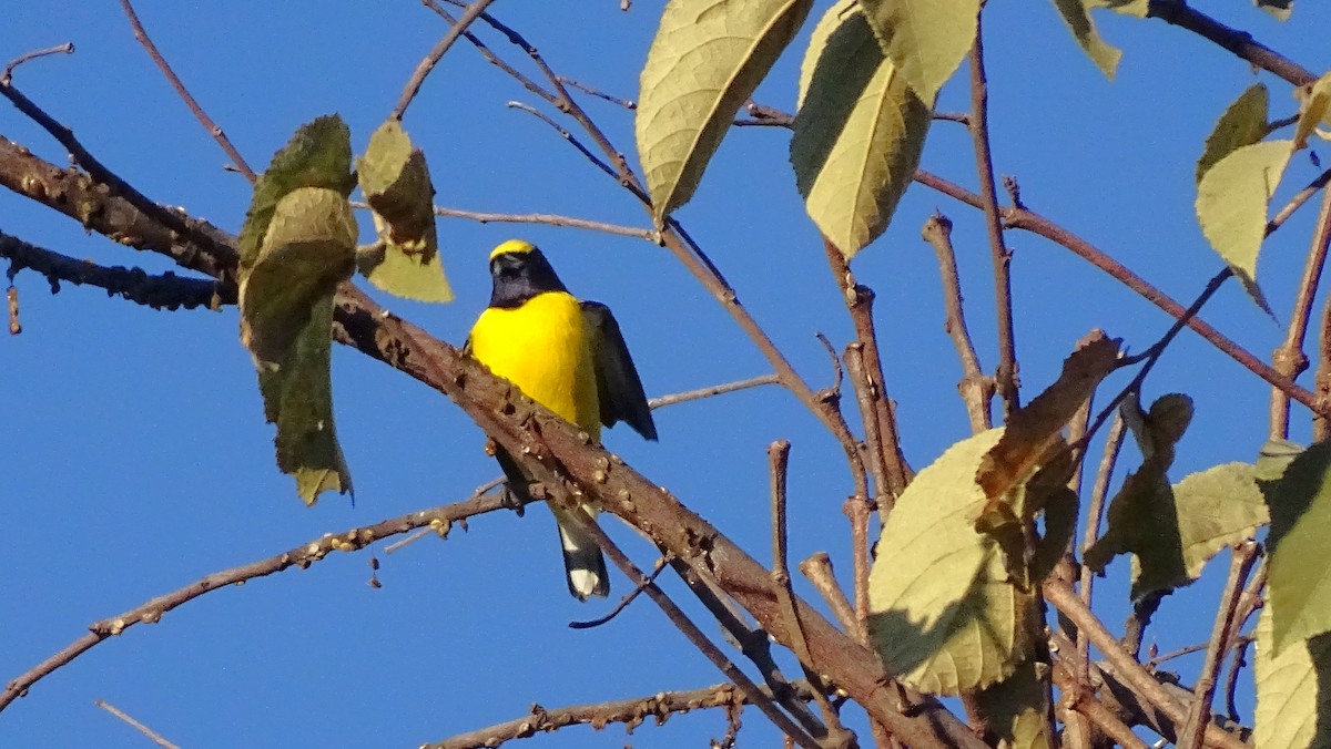 West Mexican Euphonia - ML647667907