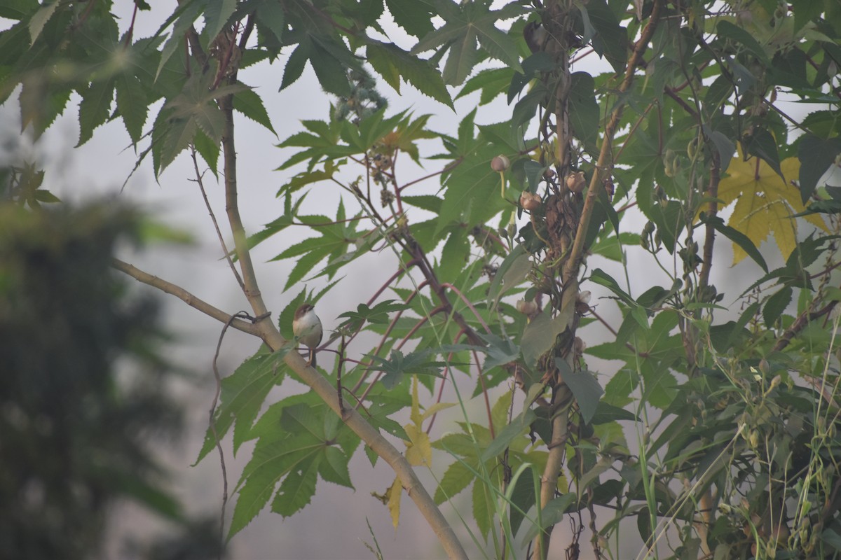 Желтоглазый рогозник - ML647667917