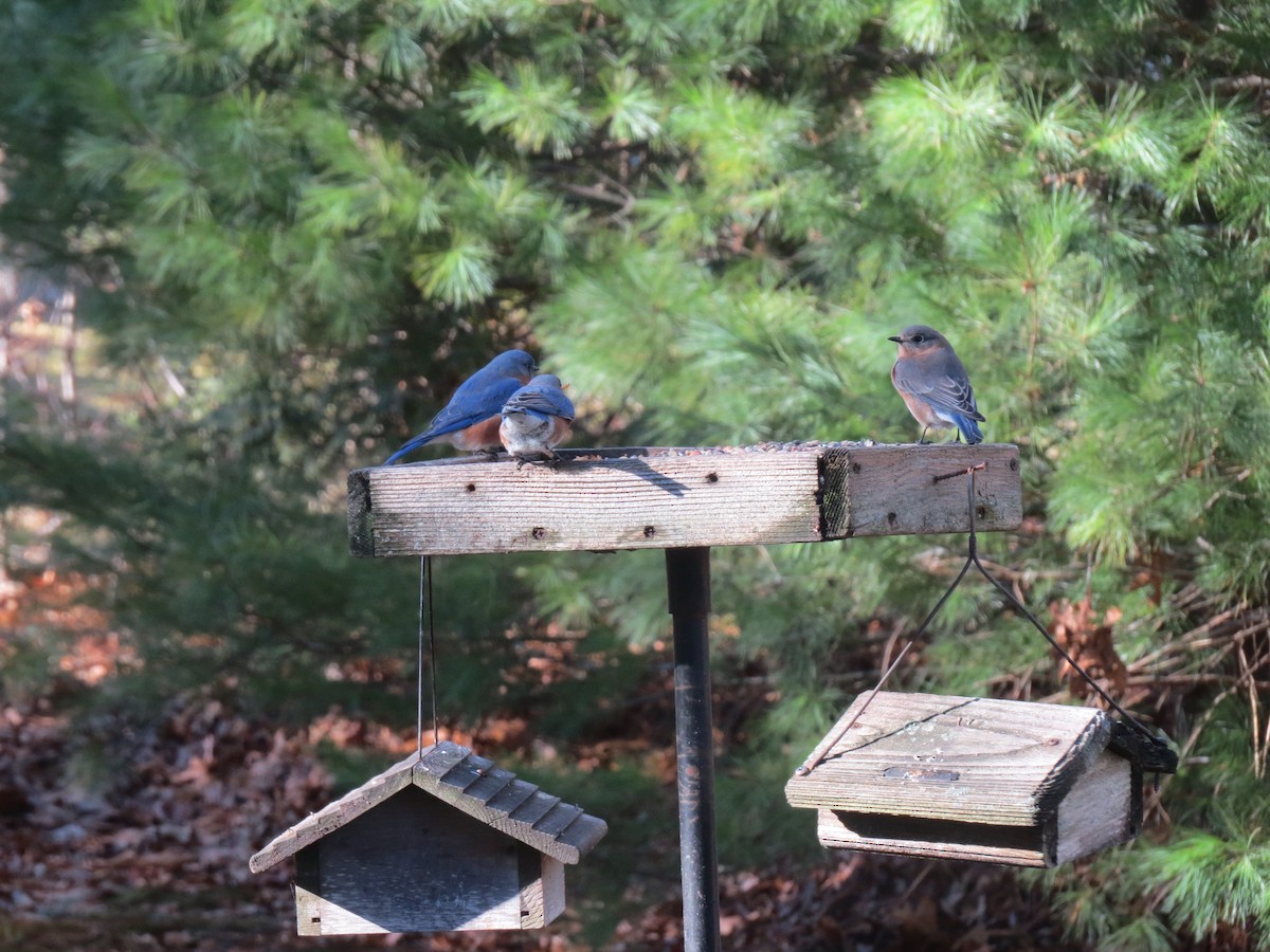 Блакитник східний - ML647667925