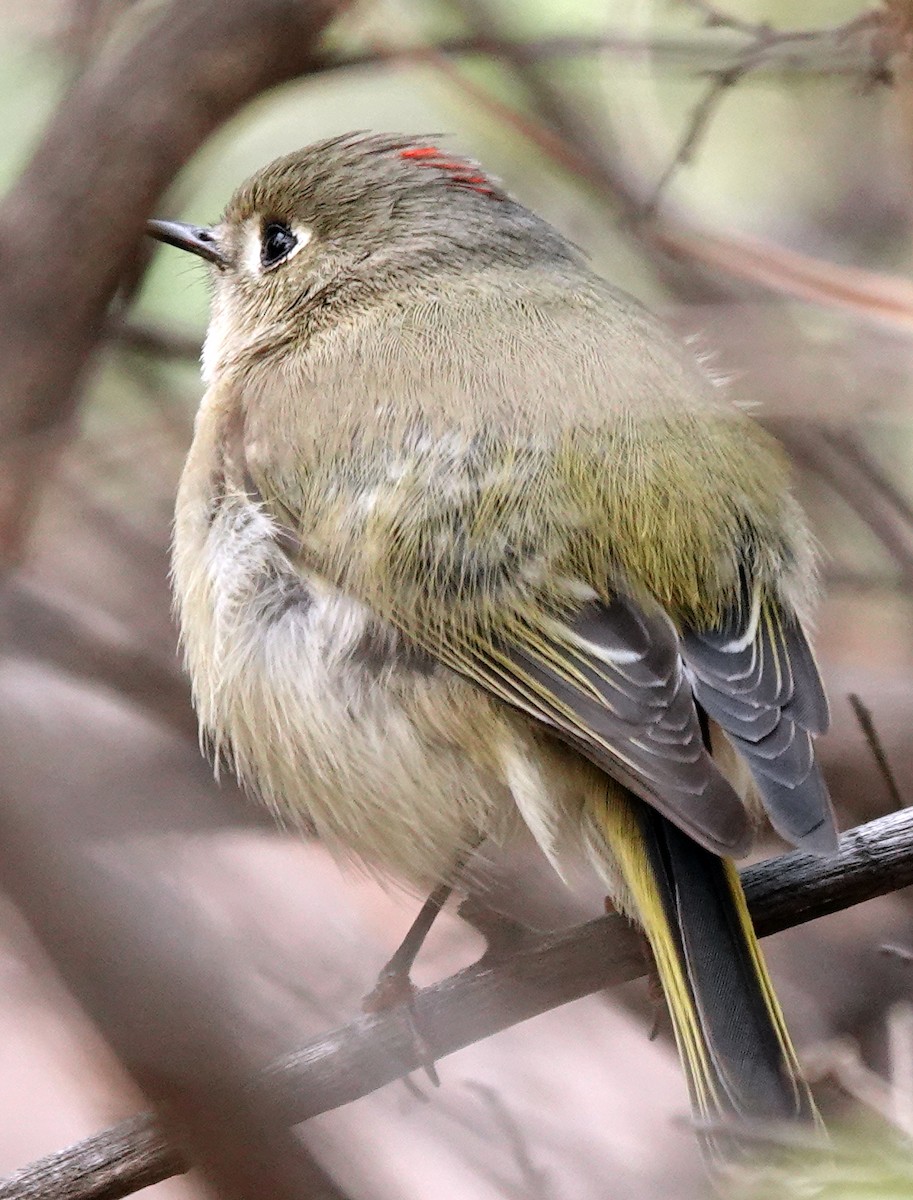 Ruby-crowned Kinglet - ML647667940