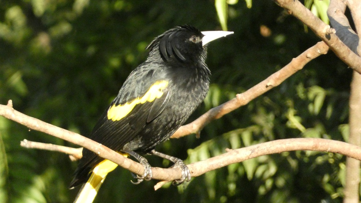 Yellow-winged Cacique - ML647667941