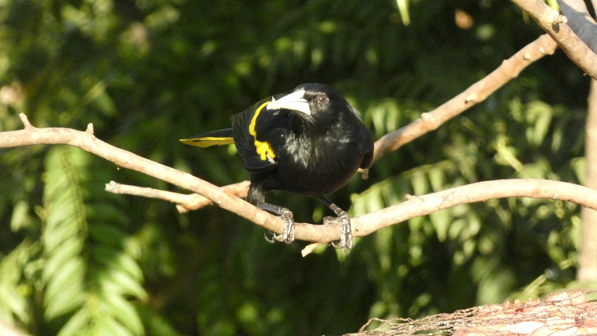 Касик мексиканський - ML647667942