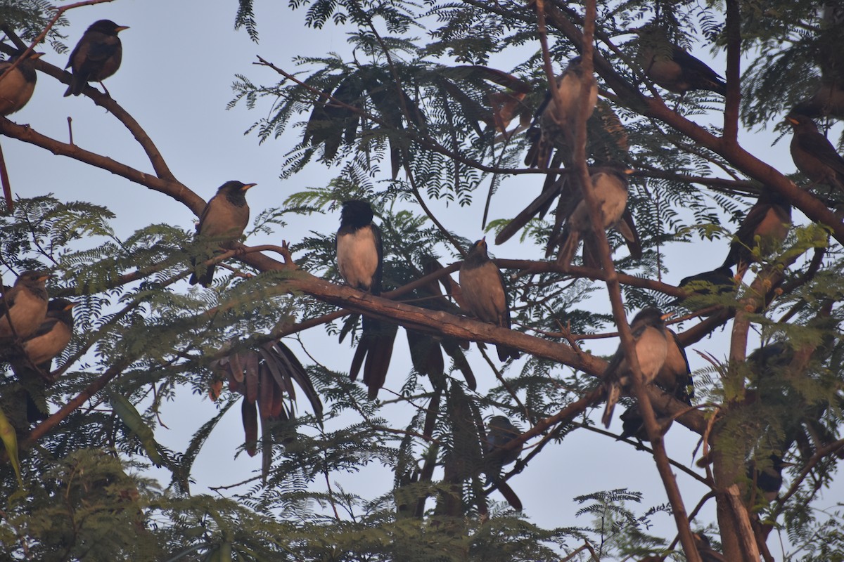 Rosy Starling - ML647667943