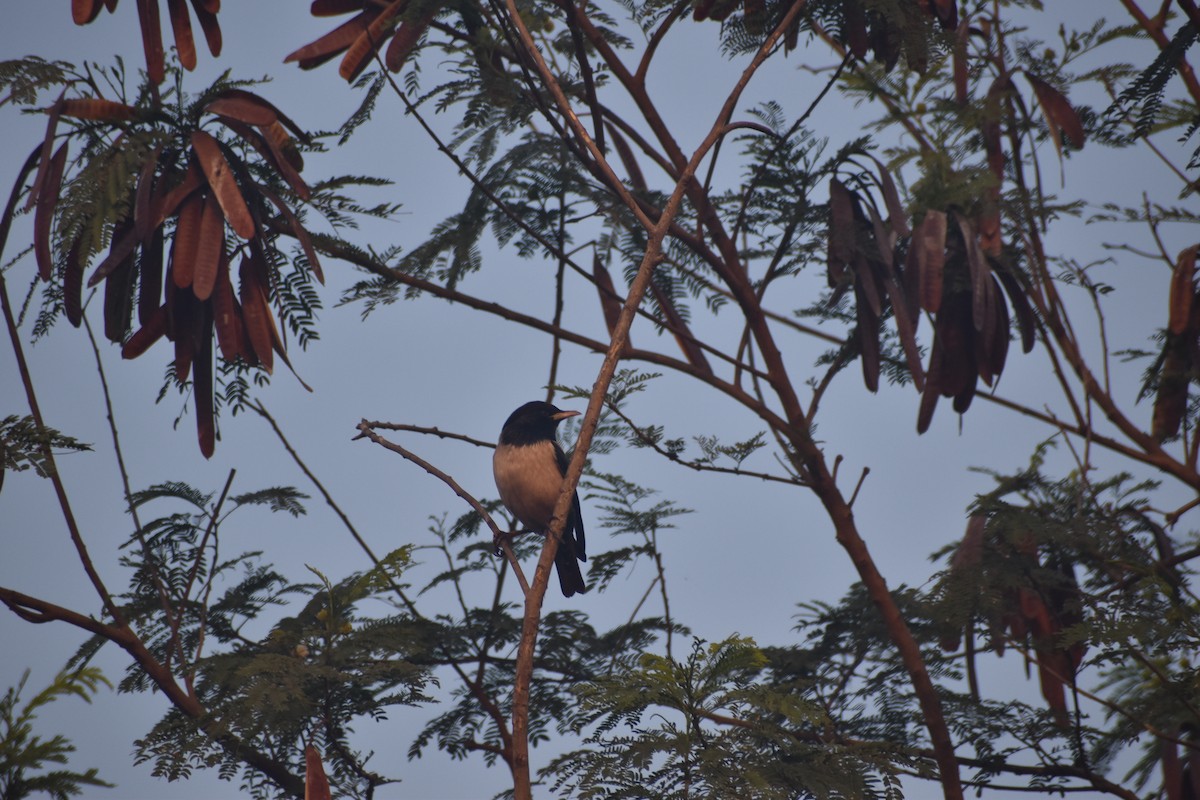 Rosy Starling - ML647667944