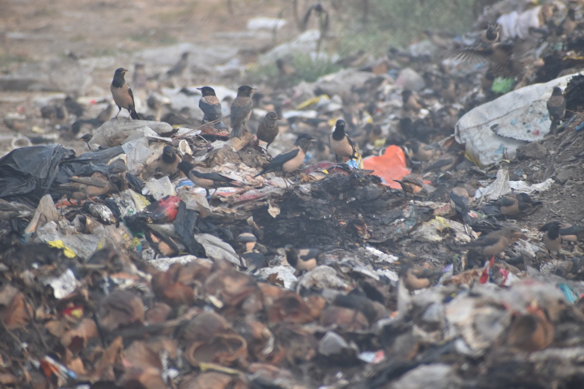 Rosy Starling - ML647667945