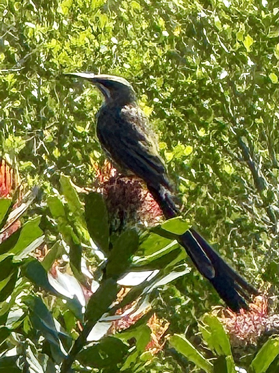 Cape Sugarbird - ML647667946