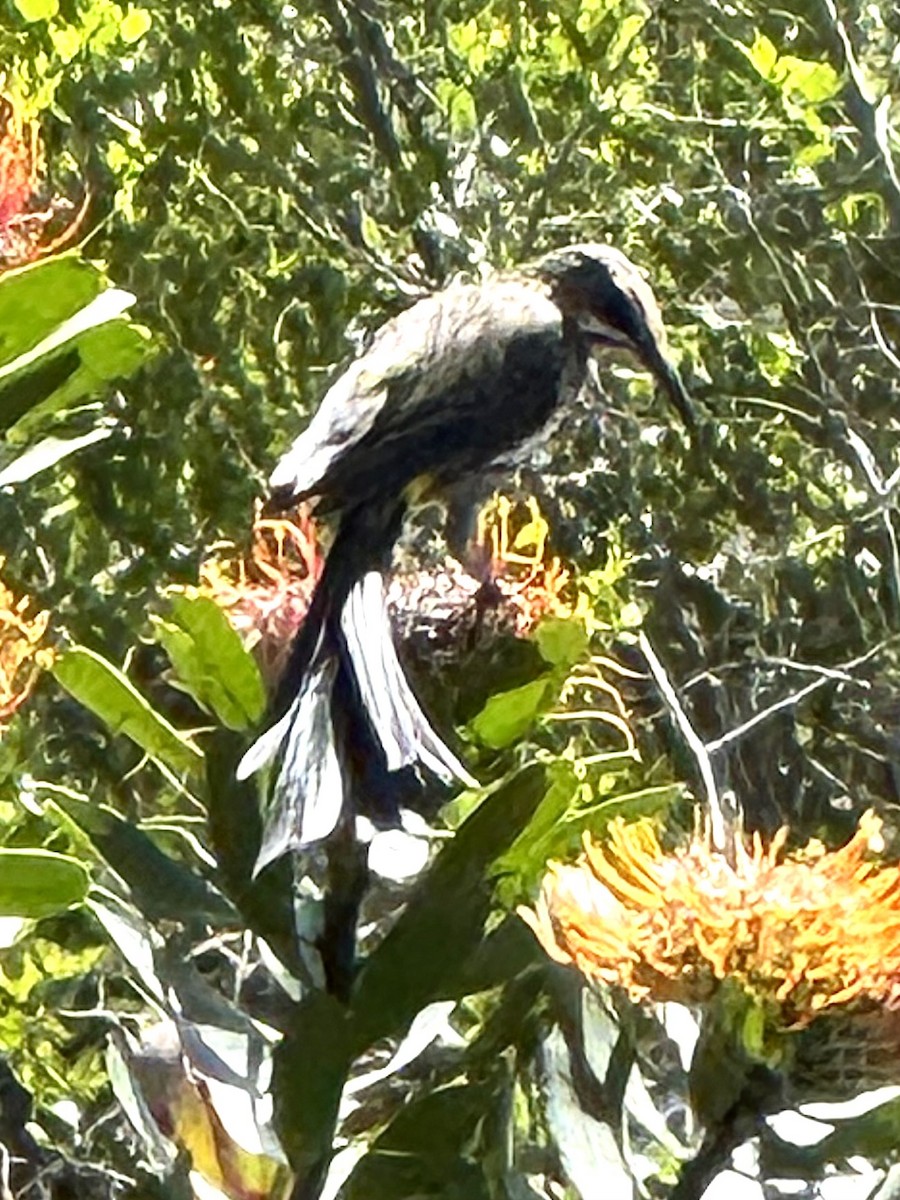 Cape Sugarbird - ML647667947