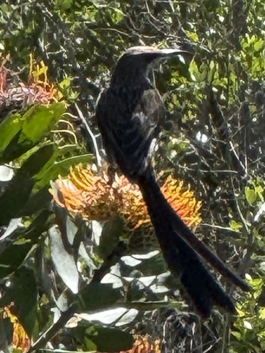 Cape Sugarbird - ML647667948