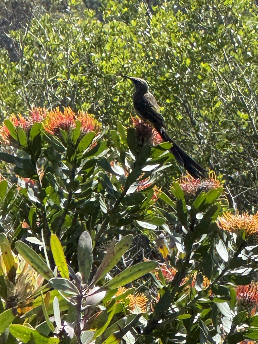 Cape Sugarbird - ML647667949