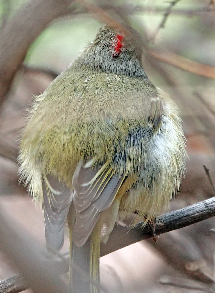 Ruby-crowned Kinglet - ML647667950