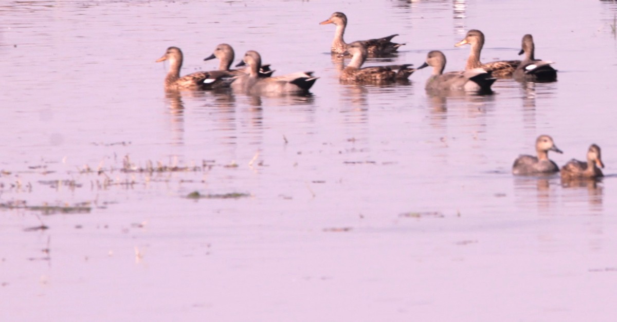 Gadwall - ML647667951