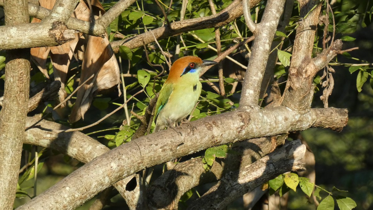 Russet-crowned Motmot - ML647667952
