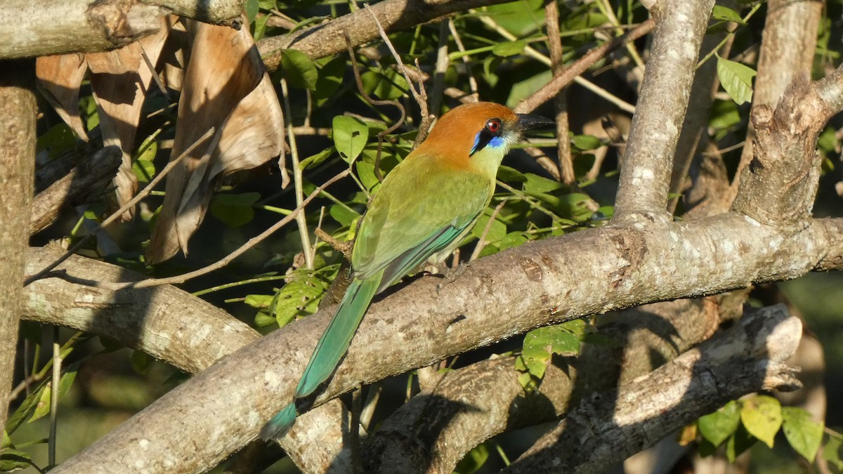 Russet-crowned Motmot - ML647667953