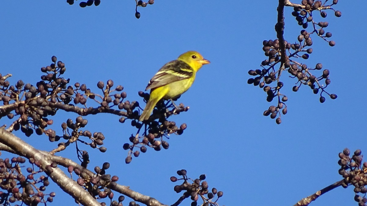 Western Tanager - ML647667954