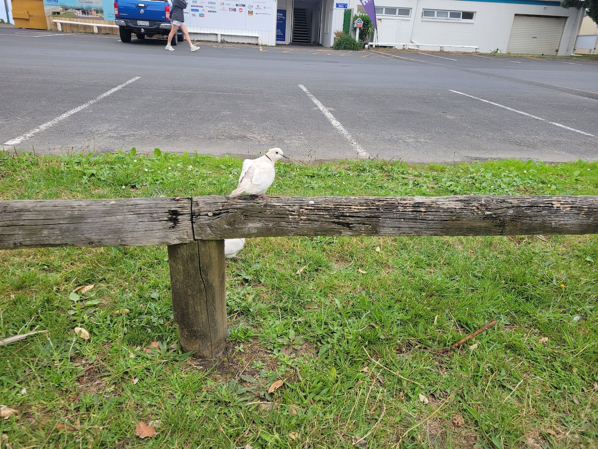 African Collared-Dove - ML647667955