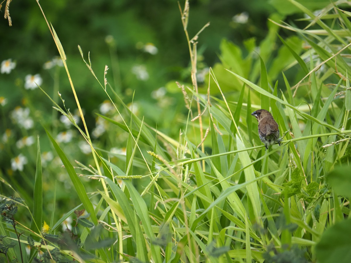 Scaly-breasted Munia - ML647667956