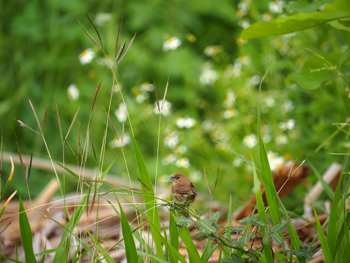 Scaly-breasted Munia - ML647667957
