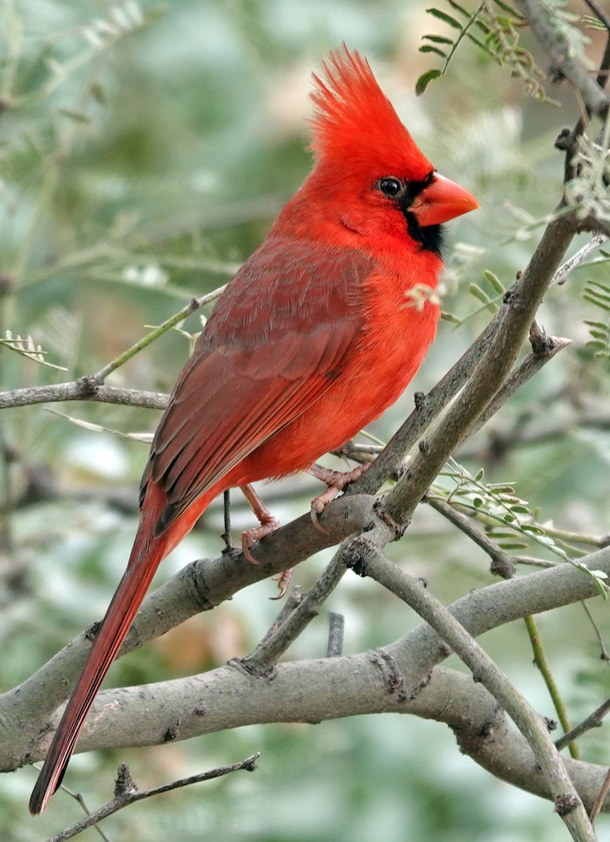 Northern Cardinal - ML647667958