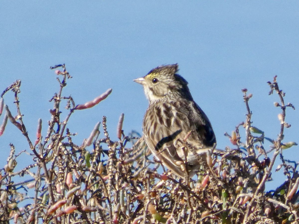 Savannah Sparrow - ML647667960