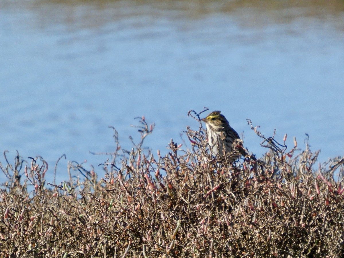 Savannah Sparrow - ML647667961