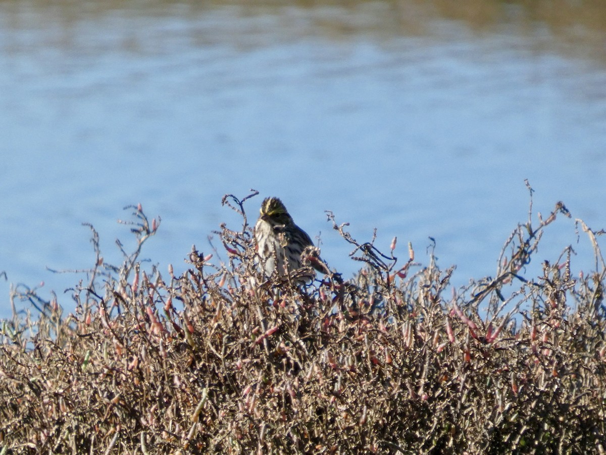 Savannah Sparrow - ML647667962