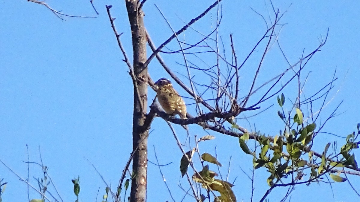 Black-headed Grosbeak - ML647667963