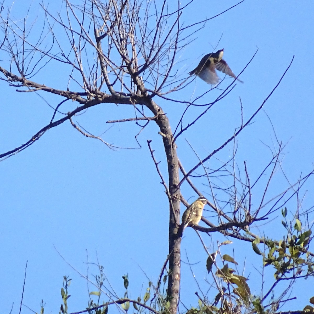 Black-headed Grosbeak - ML647667964