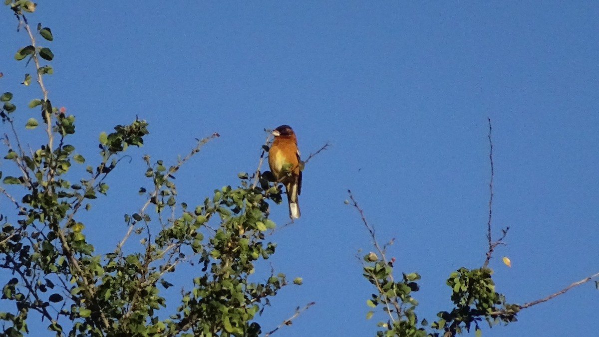 Black-headed Grosbeak - ML647667965
