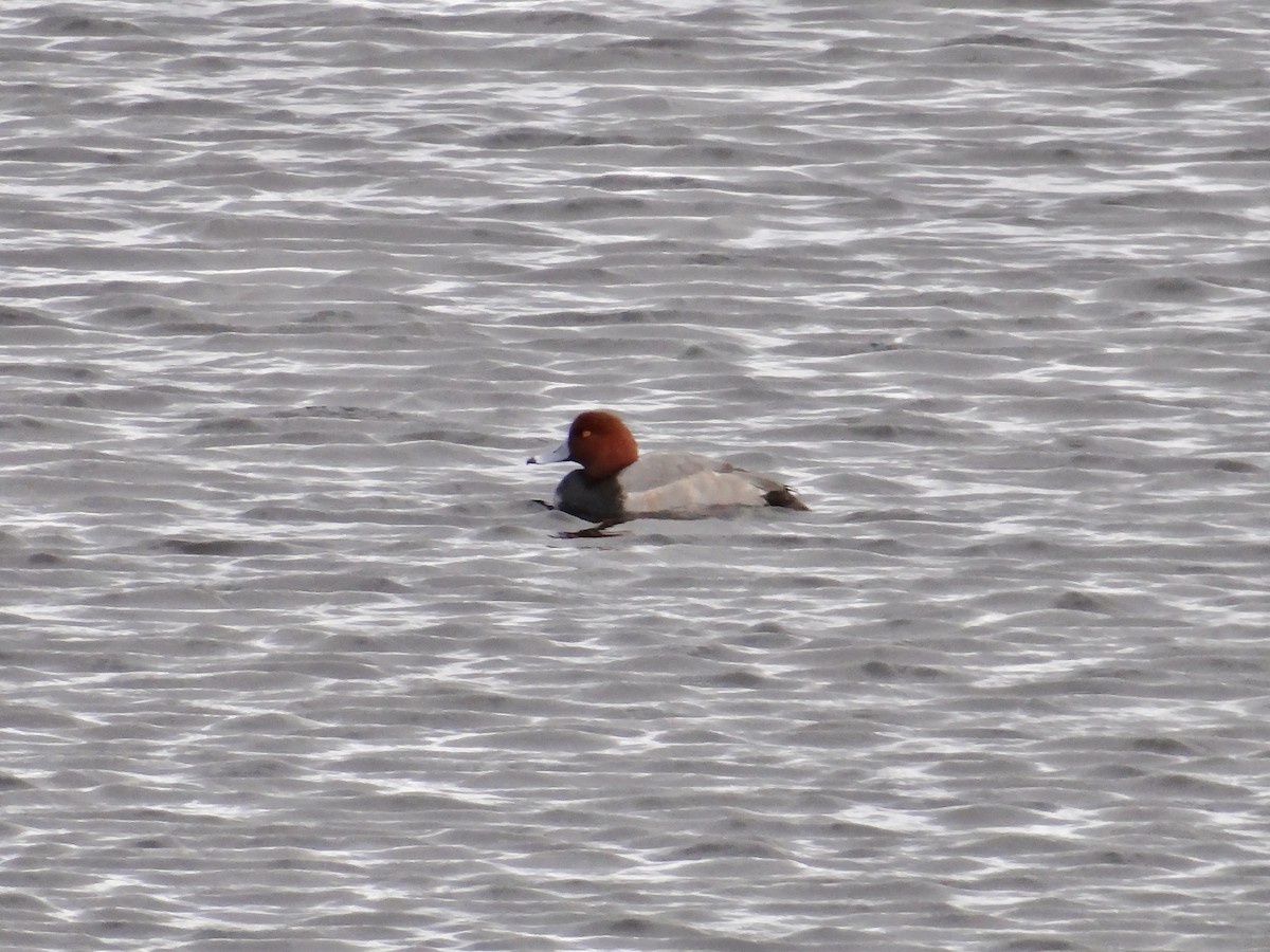 Redhead - ML647667966