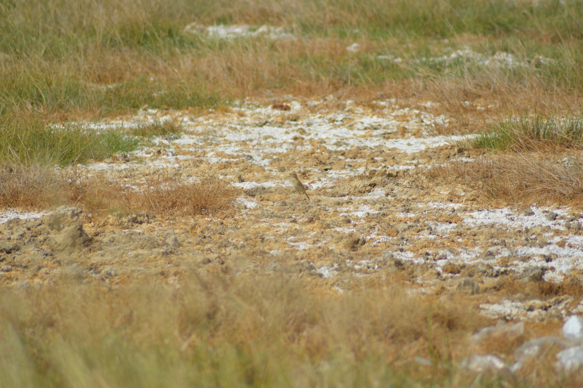 Blyth's Pipit - ML647667967