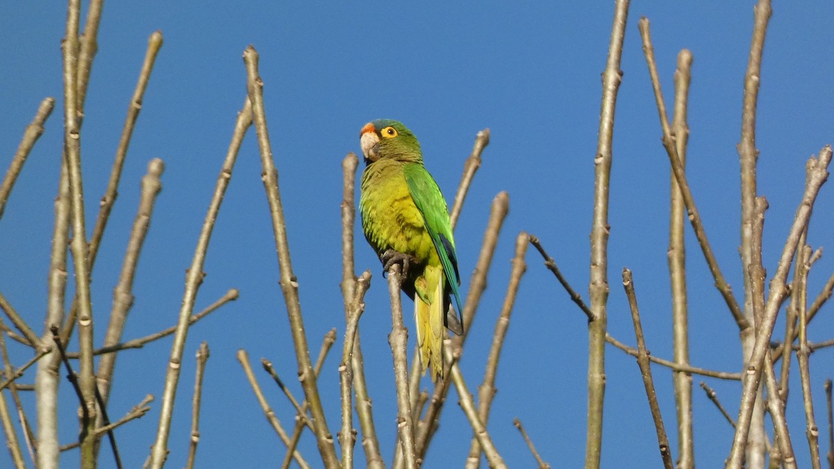 Orange-fronted Parakeet - ML647667968