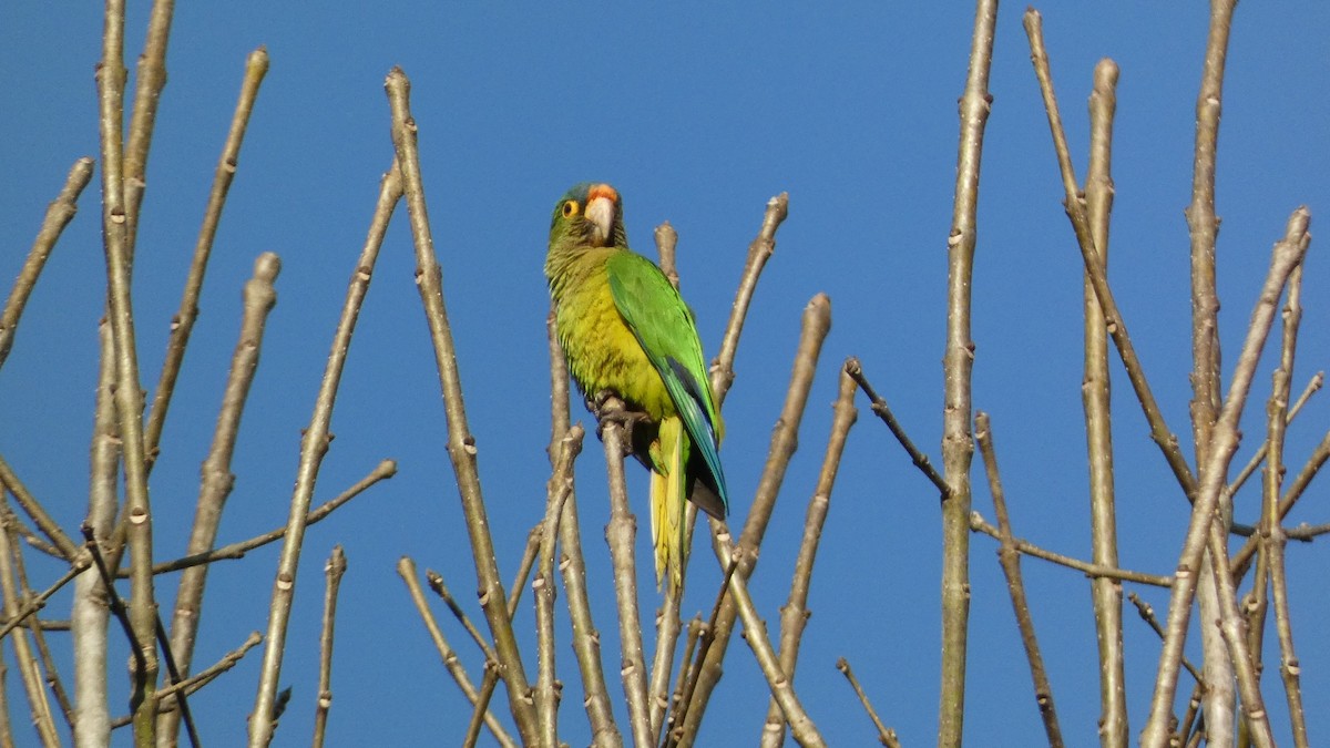 Orange-fronted Parakeet - ML647667969