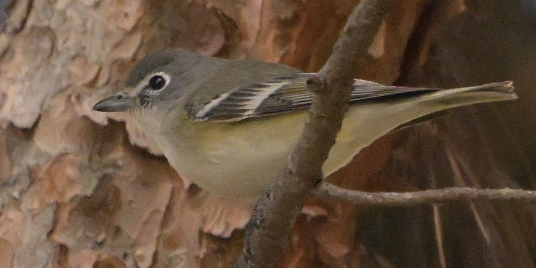 Cassin's Vireo - ML647667970