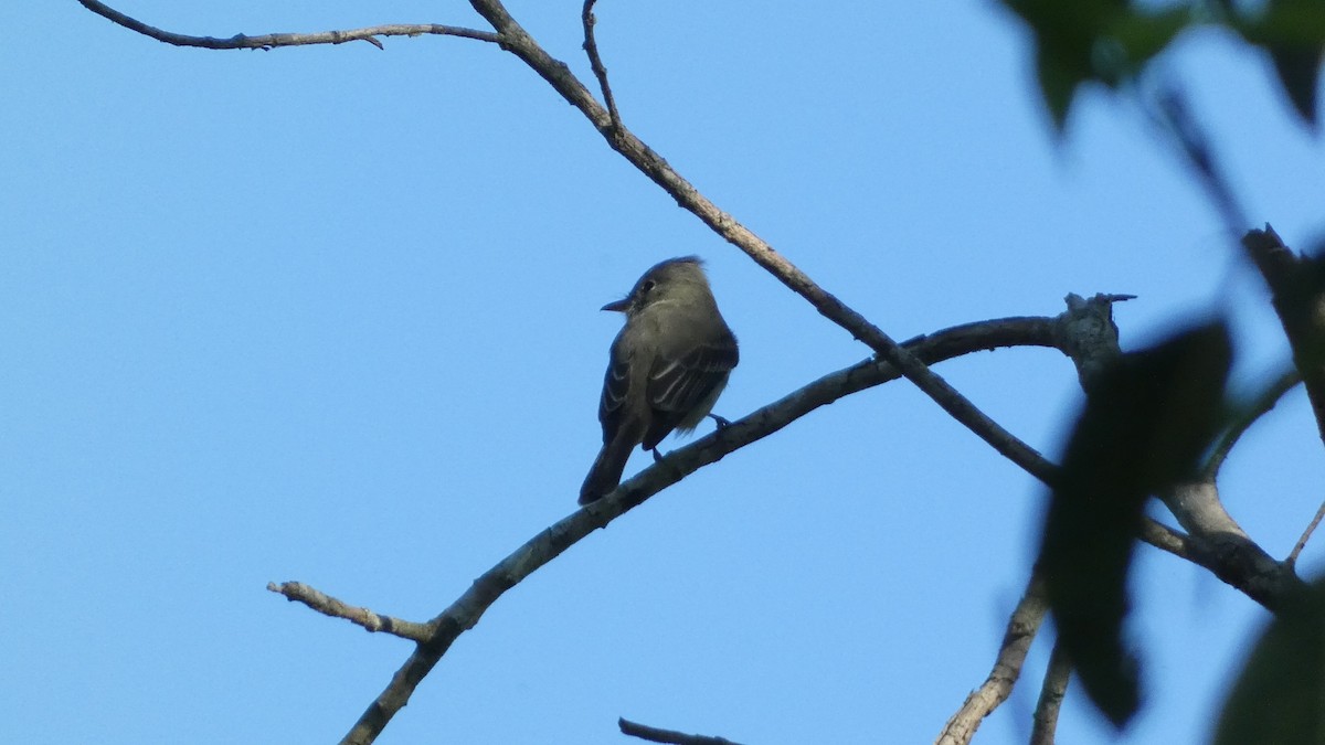 Greater Pewee - ML647667972