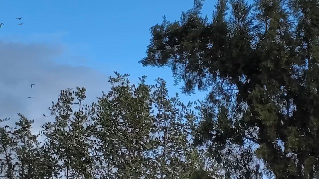 Alexandrine Parakeet - ML647668000