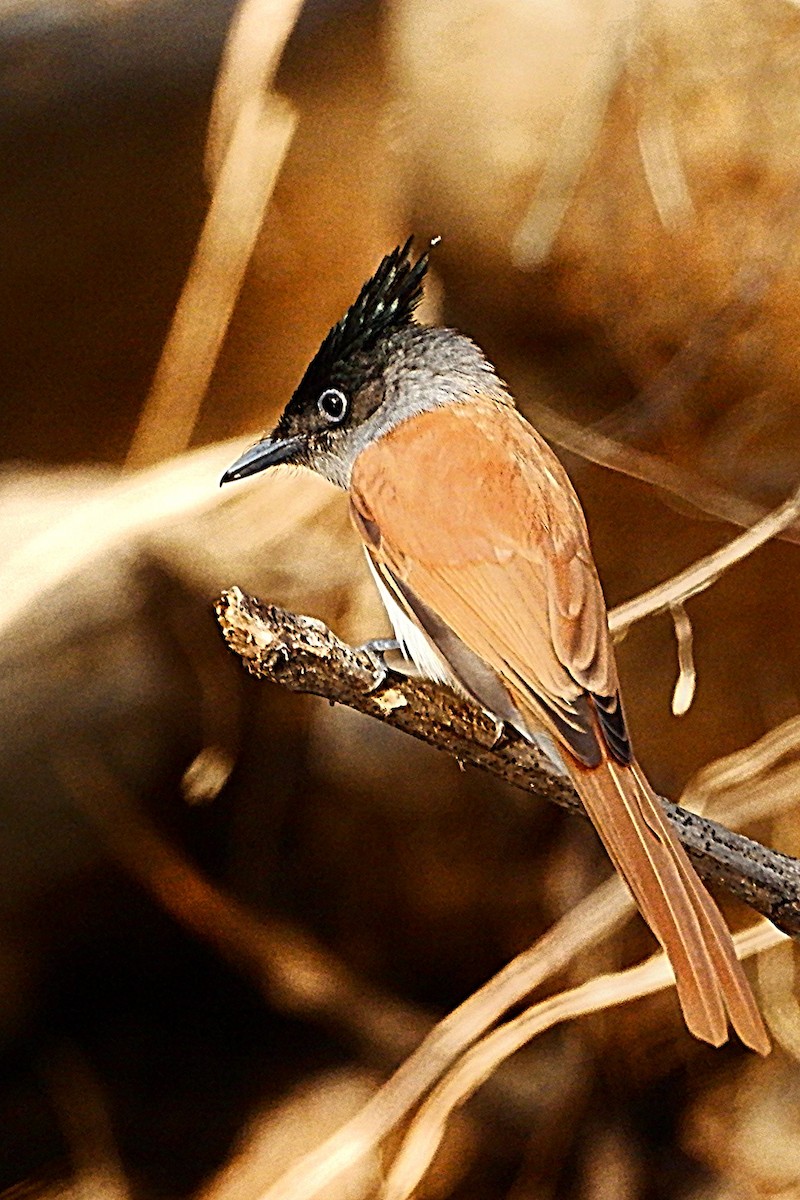 Indian Paradise-Flycatcher - ML647668001