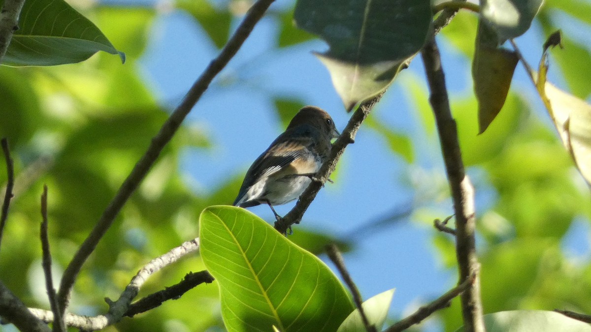 Passerin indigo - ML647668028