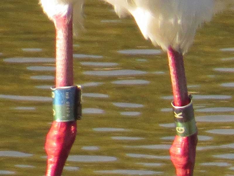 Oriental Stork - ML647668030