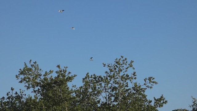 White-tailed Kite - ML647668038