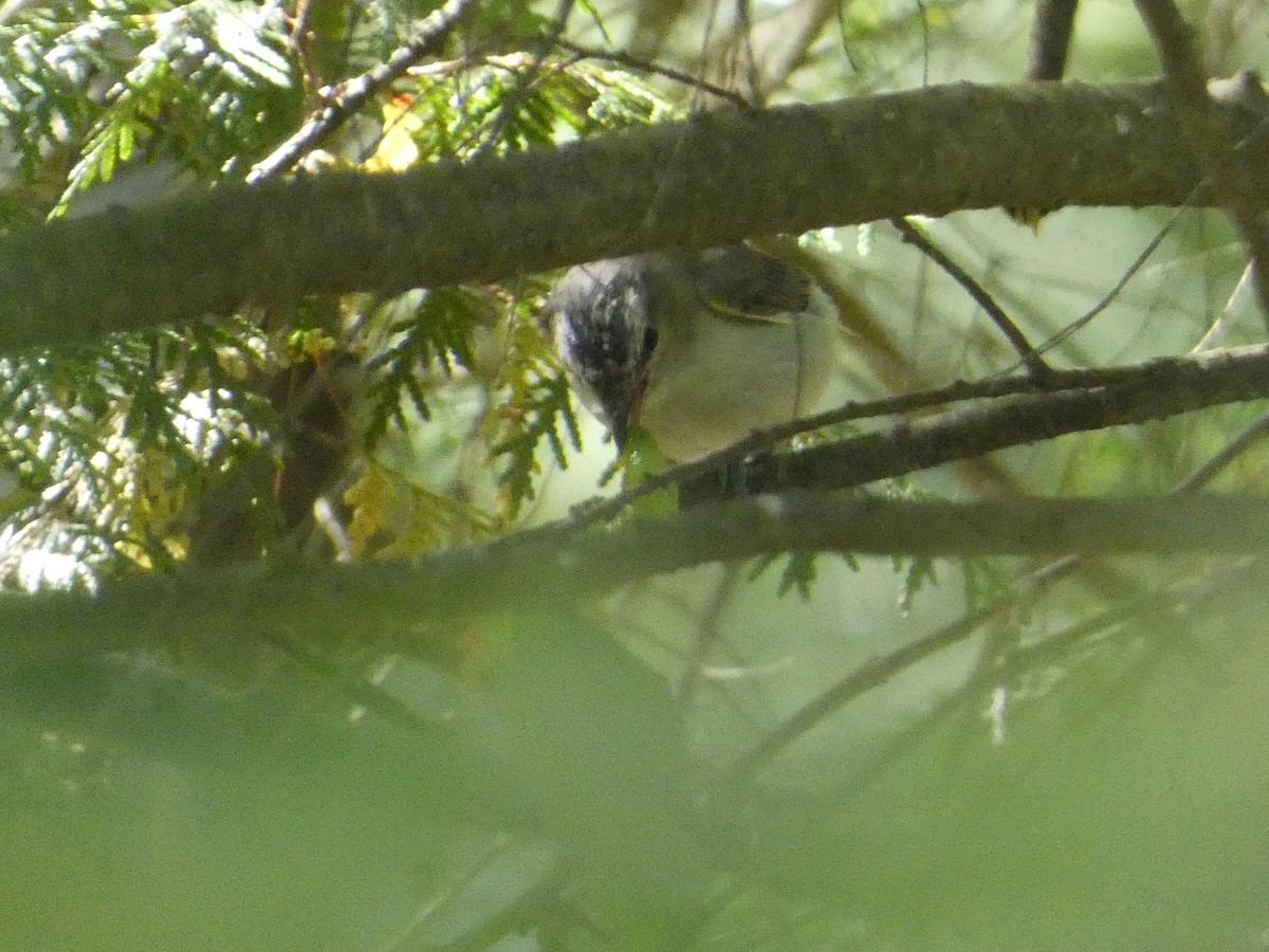 アカメモズモドキ - ML647668056