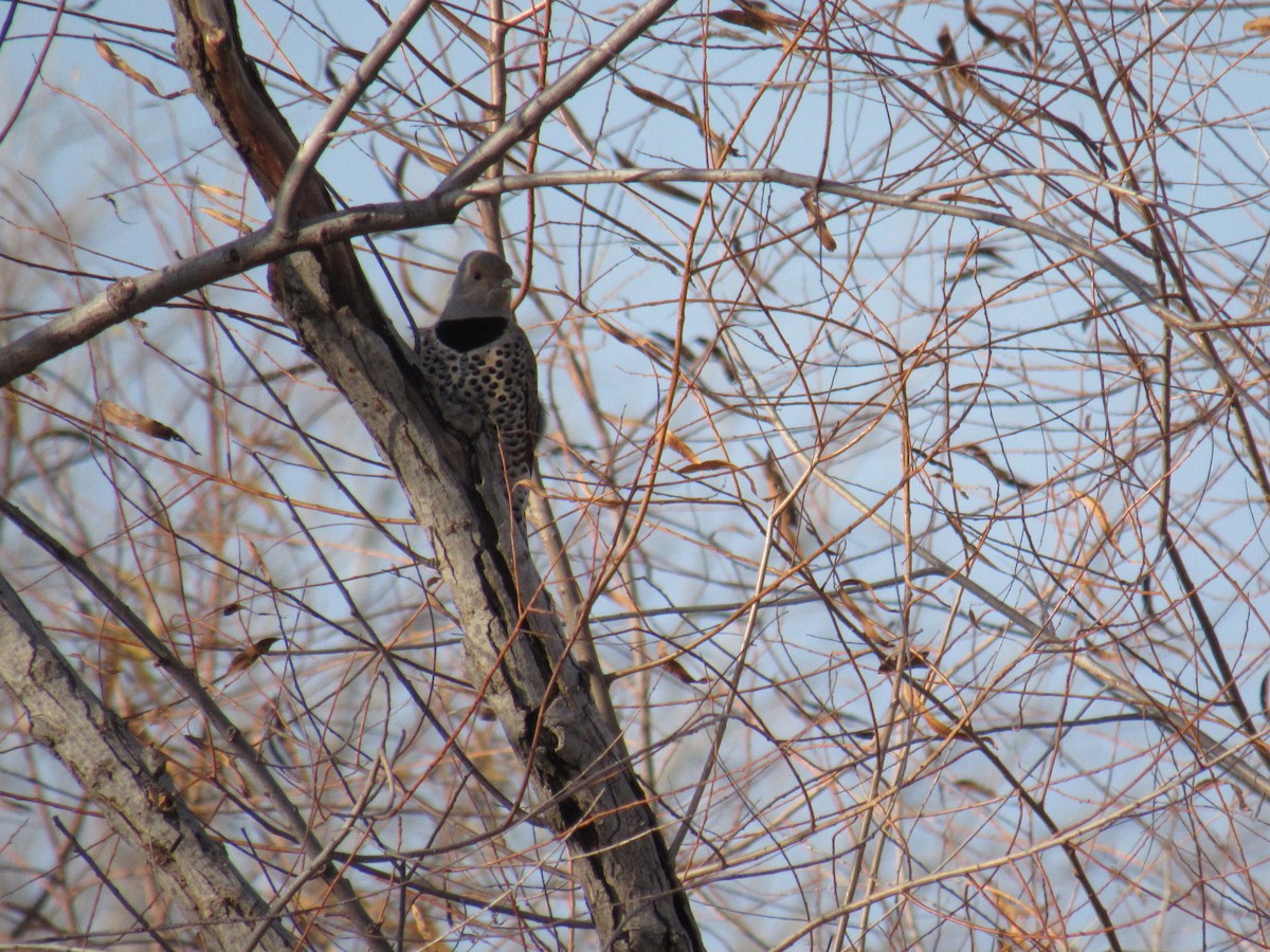 Altın Ağaçkakan (auratus/luteus) - ML647668064