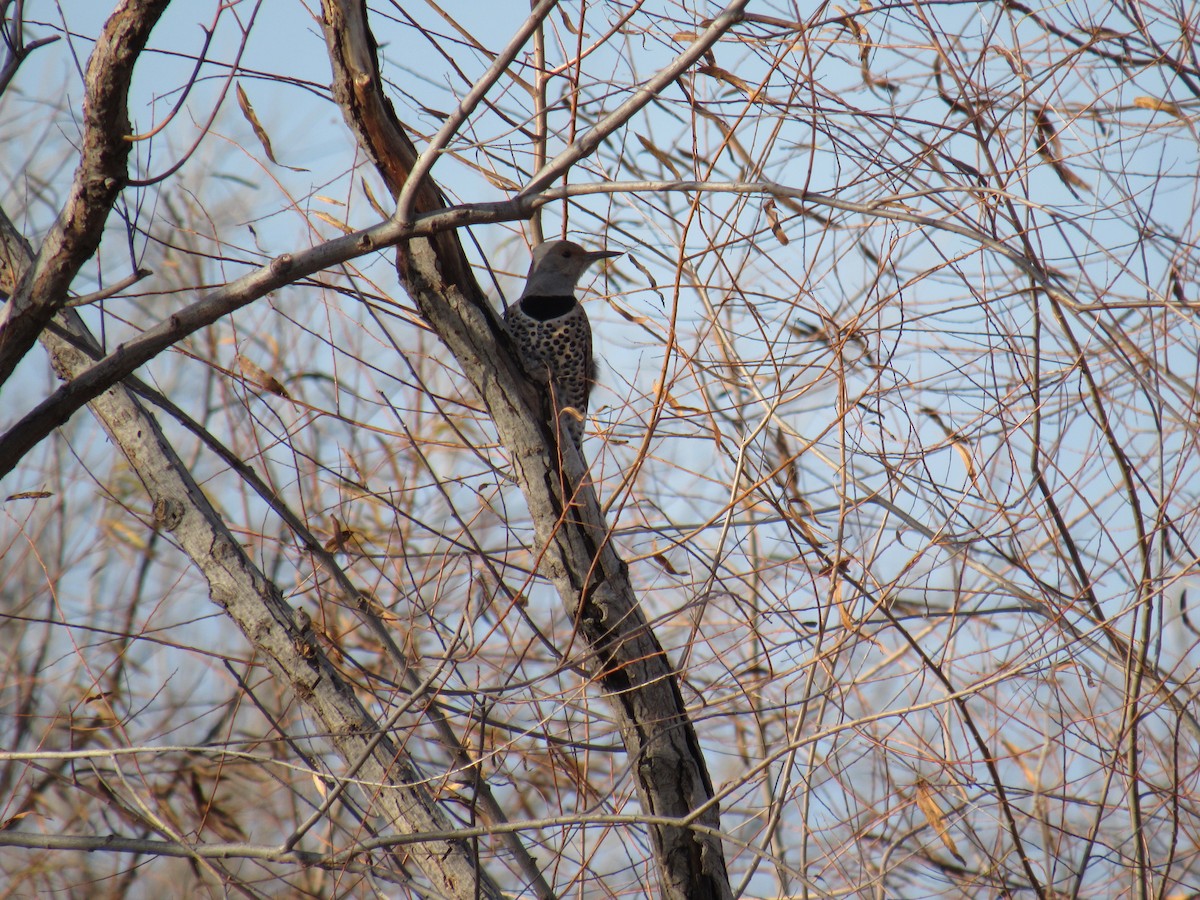 Altın Ağaçkakan (auratus/luteus) - ML647668065