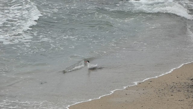 Caspian Tern - ML647668081