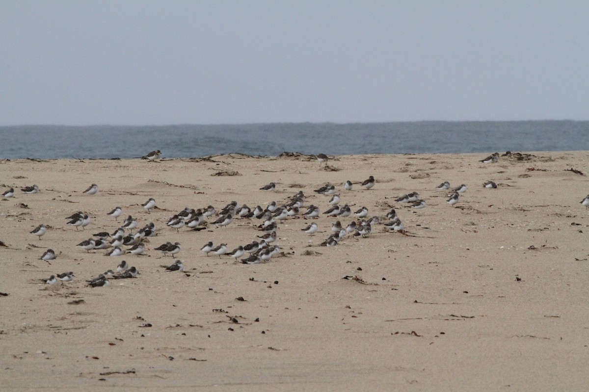Double-banded Plover - ML647668102