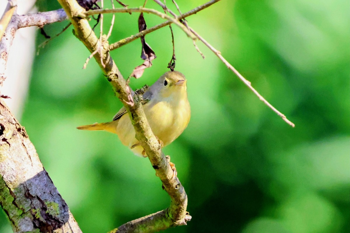 Northern Yellow Warbler - ML647668138