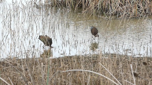White-faced Ibis - ML647668162