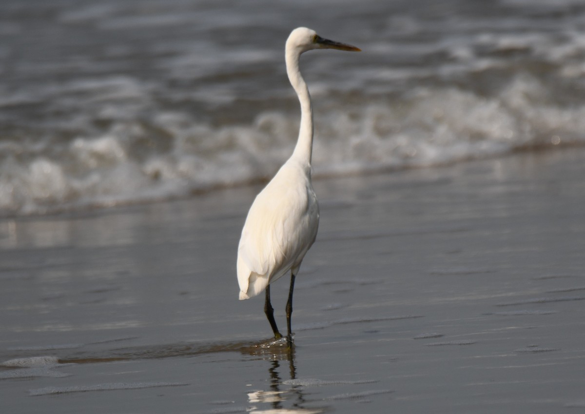 Little Egret - ML647668166