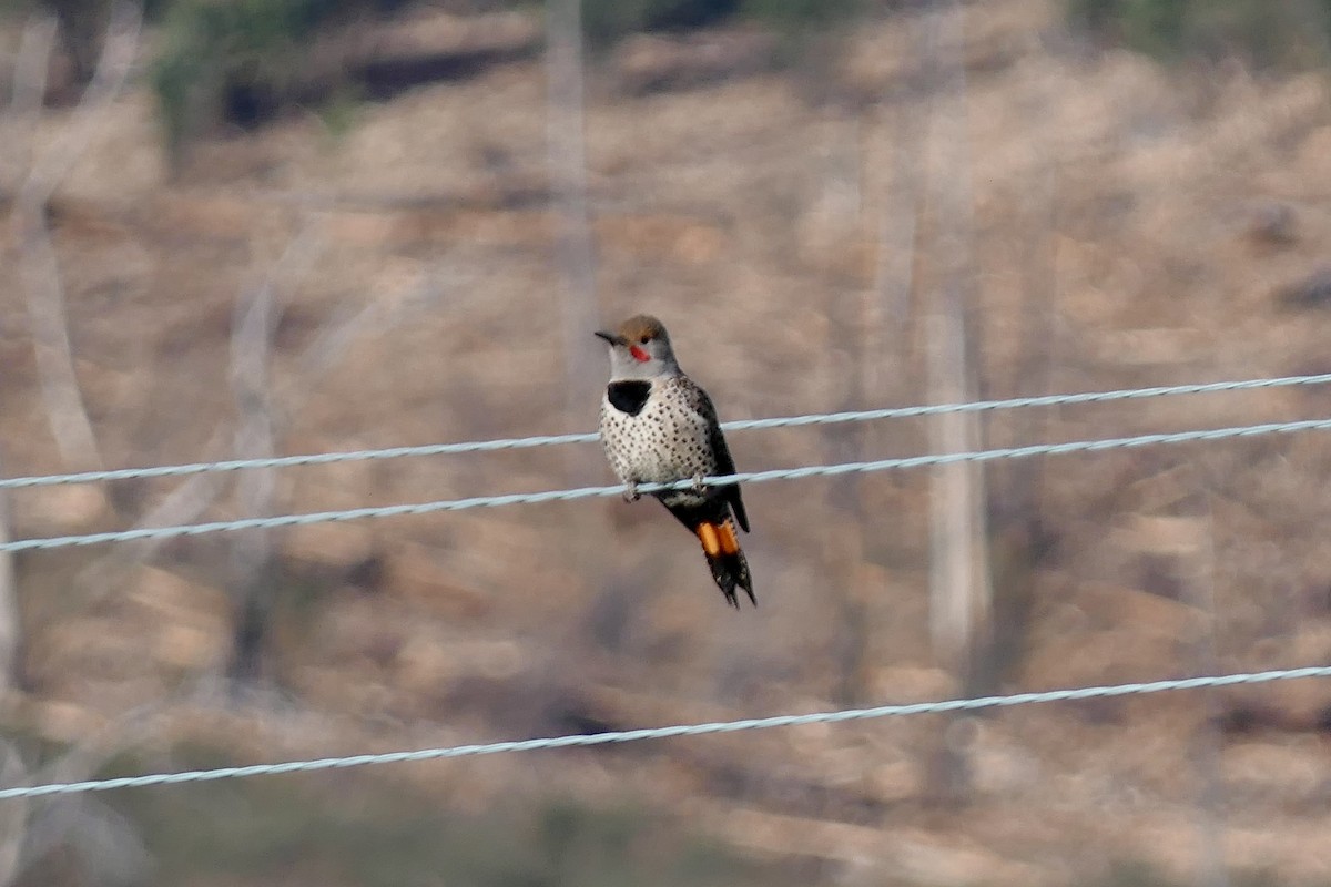 Altın Ağaçkakan - ML647668186