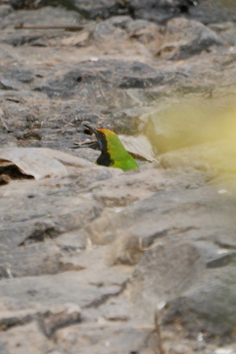 Golden-fronted Leafbird - ML647668239